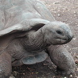 Zanzibar - Prison island - Tortoise